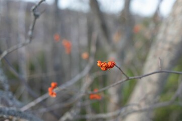 Selective focus shot of a thin tree branch with orange buds