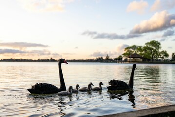 Beautiful view of family of swans swimming in Lake Wendouree Ballarat, Australia © Daniel Domaschenz/Wirestock Creators
