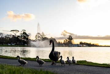 Family of swans against a background of a water fountain at Lake Wendouree © Daniel Domaschenz/Wirestock Creators