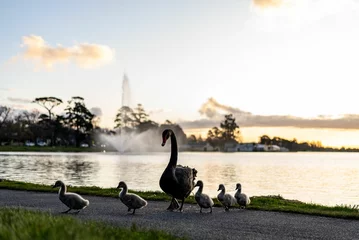 Fototapete Rund Family of swans against a background of a water fountain at Lake Wendouree © Daniel Domaschenz/Wirestock Creators
