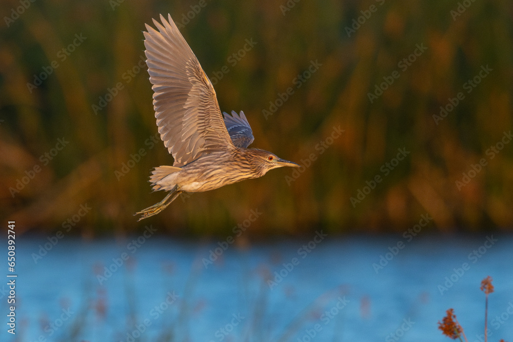 Wall mural Juvenile black-crowned night heron flying in beautiful light, seen in the wild in a North California marsh