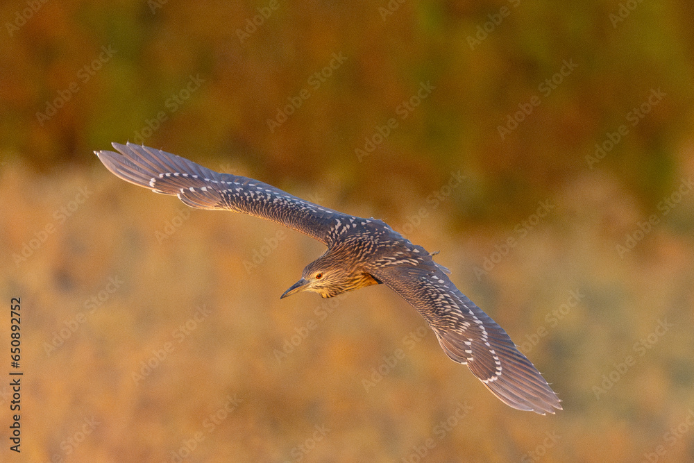 Canvas Prints Juvenile black-crowned night heron flying in beautiful light, seen in the wild in a North California marsh