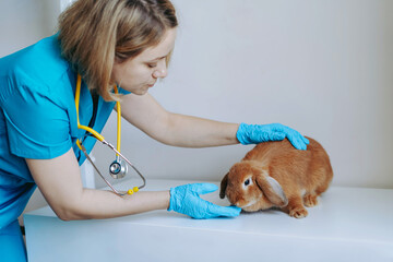 young caucasian female veterinarian examining red rabit