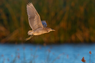 Juvenile black-crowned night heron flying in beautiful light, seen in the wild in a North California marsh