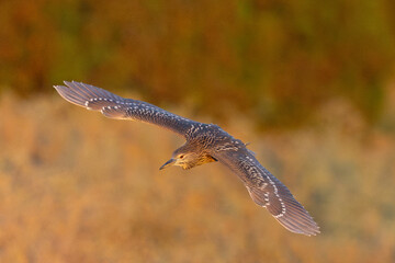 Juvenile black-crowned night heron flying in beautiful light, seen in the wild in a North California marsh