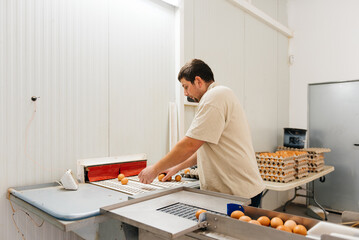 Man collecting and packing fresh eggs in henhouse