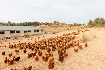 Free range chickens roaming on farmland © GALDRIC
