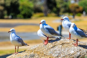 Seagulls stand on a rocky shoreline, illuminated by the bright sunlight