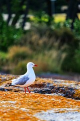 a seagull walking on rocks outside in the sun