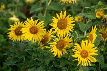 Closeup shot of yellow sunflowers with green leaves on a field in daylight