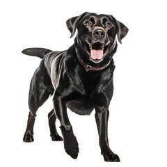 happy playful black labrador dog isolated on transparent background