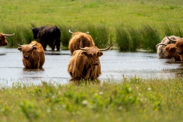 Group of brown yaks walking in unison through a wet grassy field