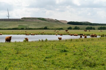Group of brown yaks walking in unison through a wet grassy field