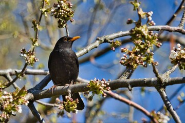 Selective focus shot of a blackbird perched on a branch