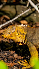 juvenile land iguana Galapagos