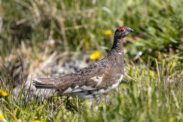Closeup of the rock ptarmigan, Lagopus muta against the blurry background. Shallow focus.