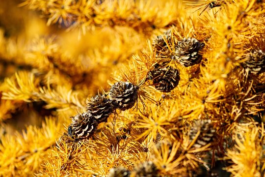 Close-up shot of a beautiful autumn pine tree with pine cones