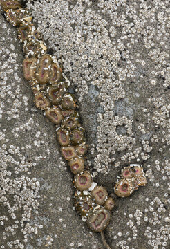 Variety of marine Life on coral rock