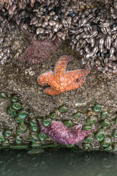 Variety of marine Life on coral rock