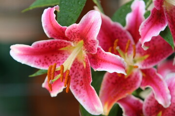 Selective focus shot of a Lilium "Stargazer" on a blurred background
