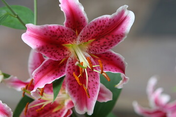 Closeup of a Lilium 