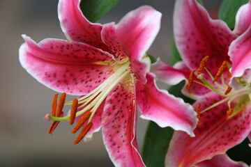 Selective focus shot of a Lilium 