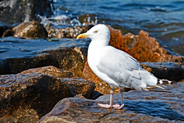 A lone seagull stands on a rock in Buzzards Bay, Massachusetts