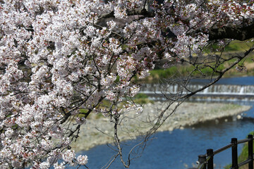 高野川沿いの桜並木