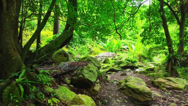 Mystical journey: Embark on an enchanting walk in a tropical forest, where ancient trees and hidden treasures await. Thailand. Nature and tropical forest concept.
