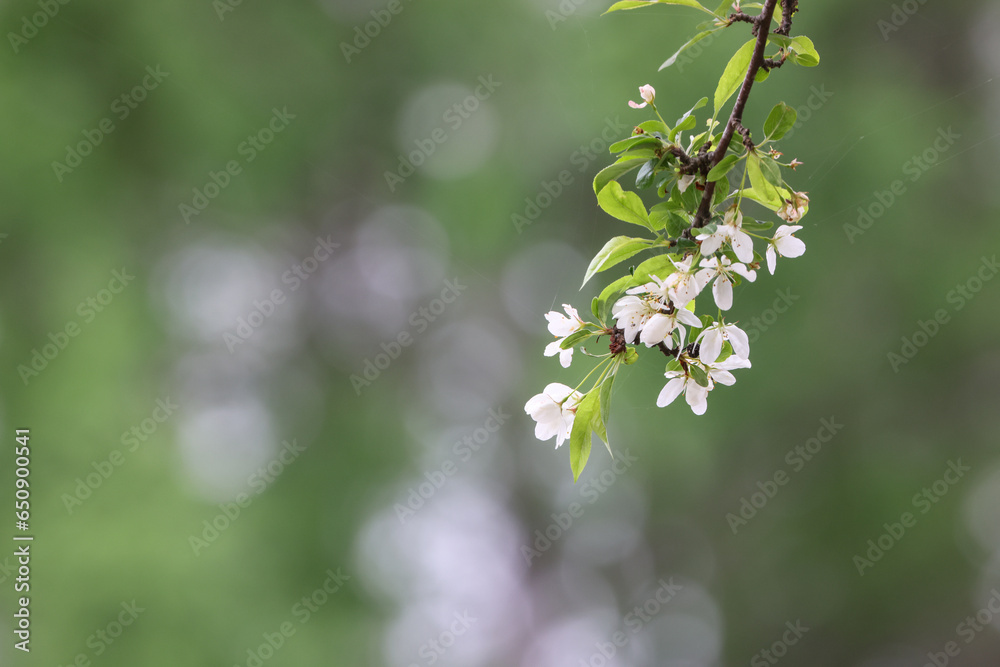 Canvas Prints 満開の山桜