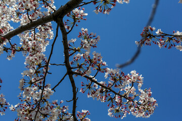 高野川沿いの桜並木