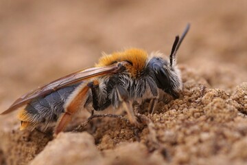Detailed close-up on a colorful cute female Orange tailed mining bee, Andrena haemorrhoa sitting on the ground