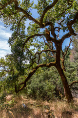 A large oak tree is standing in a field with bush behind it and a blue sky in the background.