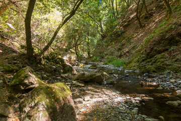 Obraz premium Water is running through a creek at the bottom of a dirt hill with a tree trunk and roots. Trees in the background are reflected in the water. A moss covered rock is in the foreground.