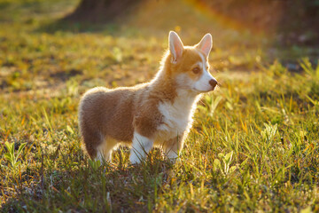 Side view of fascinating little young brown white dog welsh pembroke corgi stand on green juicy grass, watching in park.