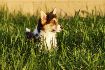 Side view of sweet little young brown white dog welsh pembroke corgi stand on green juicy grass, watching in park yard.