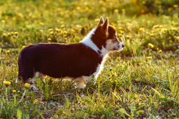 Side view of little young brown white dog welsh pembroke corgi standing among dandelions on green grass looking in park.
