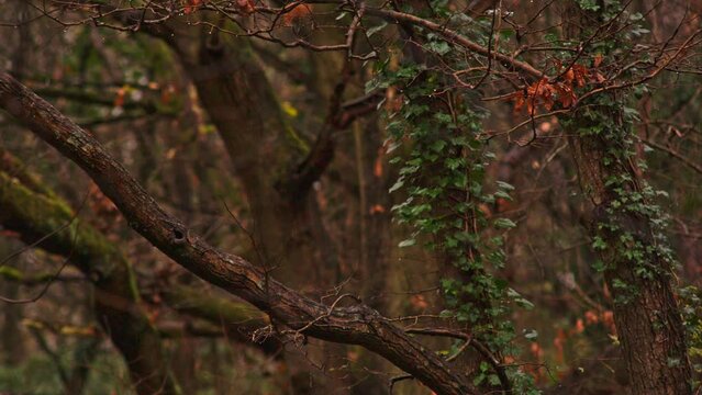 Leaves falling in humid autumnal woodland landscape 