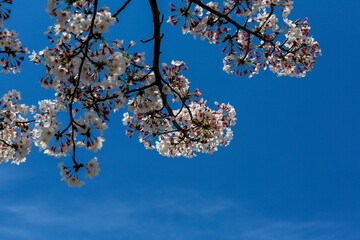 高野川沿いの桜並木