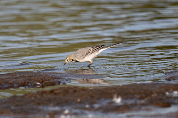 White Wagtail ,Motacilla alba, searches for food in the water.