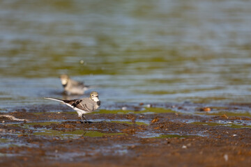 White Wagtail ,Motacilla alba, searches for food in the water.