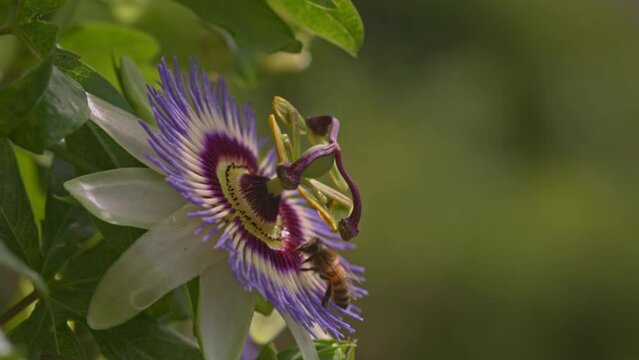 Wasps pollinating colourful passion flower getting its nectar