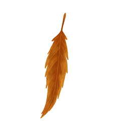Autumn leaves. Single leaf. Set of autumn leaves. Tree leaves. Sketch leaves