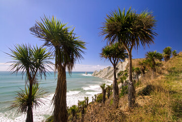 Fototapeta na wymiar Cape Kidnappers Walkway. With Cabbage Trees and cliff side. Hawke's Bay, New Zealand