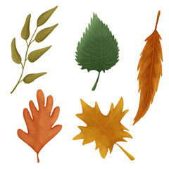 Autumn leaves. Single leaf. Set of autumn leaves. Tree leaves. Sketch leaves