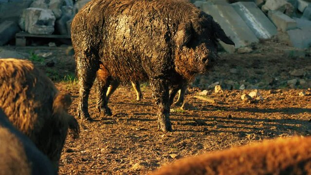 Shot of a hungarian mangalica pig in natural habitat, ecological breed, farm life. High quality 4k footage