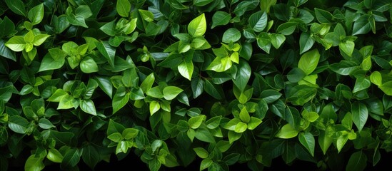 Fototapeta na wymiar Green foliage as a backdrop