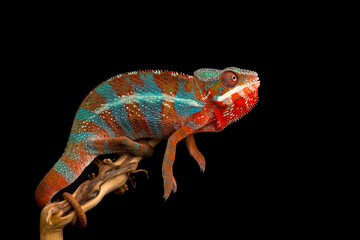 Red and green panther chameleon sitting on a branch on a black background © Dmitry