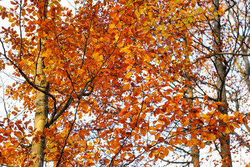 Fototapeta premium autumn, colorful fall, colorful beech trees, Fagus sylvatica