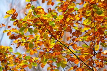 autumn,  colorful fall, colorful beech leafs, Fagus sylvatica